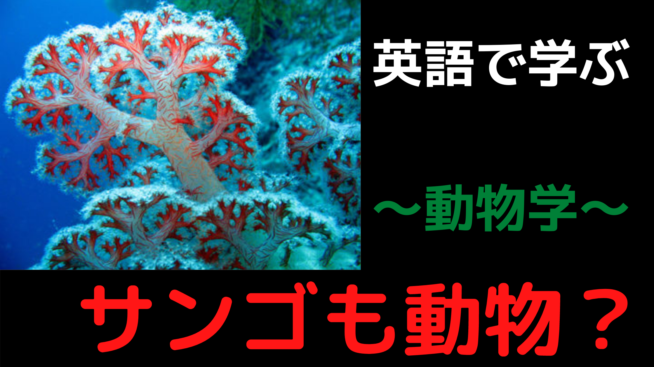 刺胞動物を英語で学ぶ Phylum Cnidaria サンゴも動物 オンライン英単語