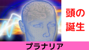 英語で学ぶ動物名 友達に自慢しよう アルファベット順で動物言えるかな 英単語のオンライン補習塾