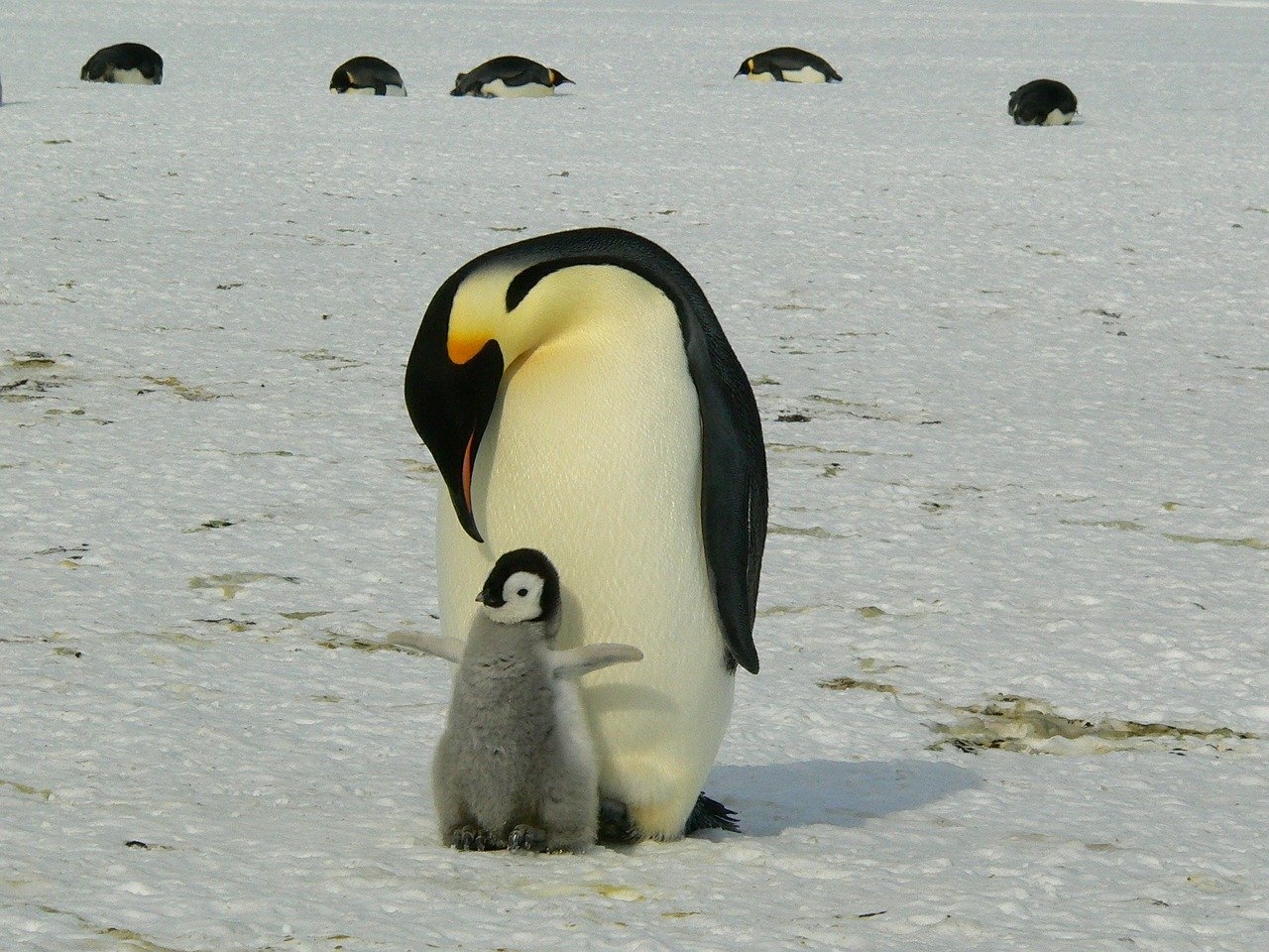 コウテイペンギンの成鳥とひな