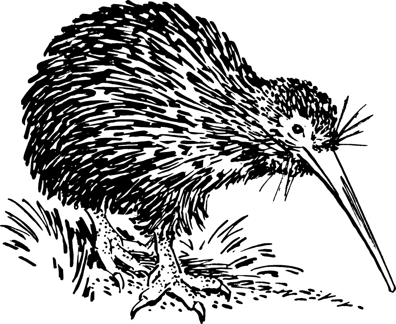 長いくちばしを持つキーウィのイラスト