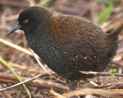 マメクロクイナ
