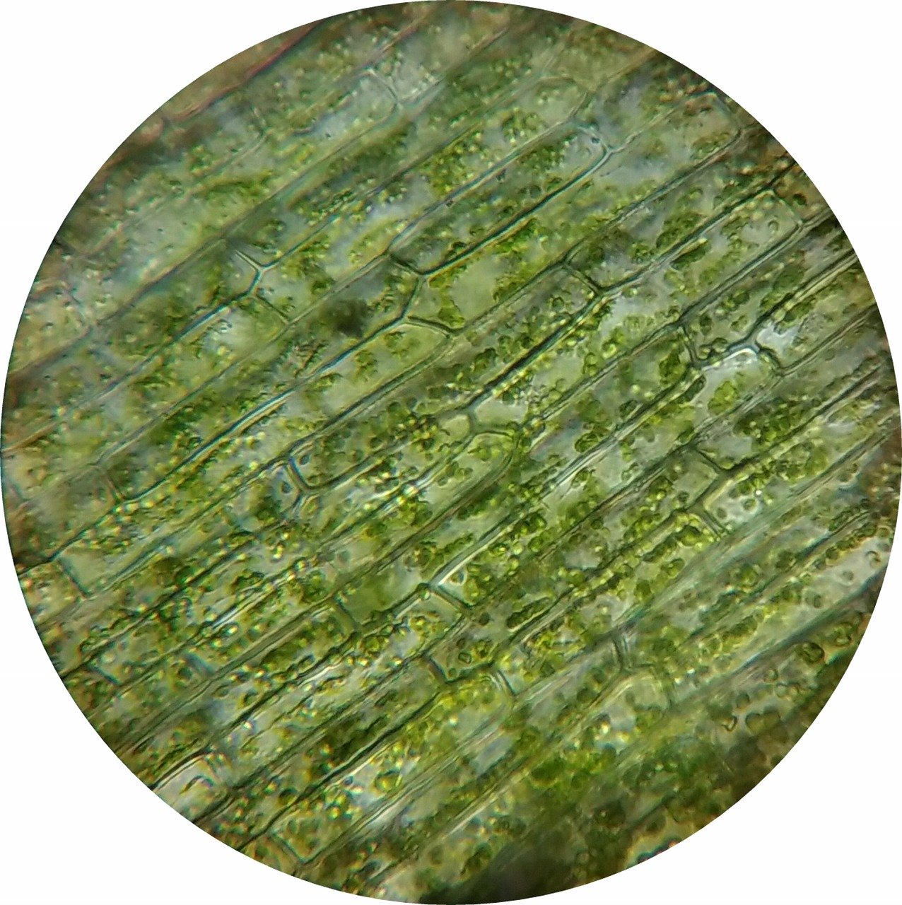 細長く並ぶ植物細胞と、その内部の緑色の葉緑体の顕微鏡写真