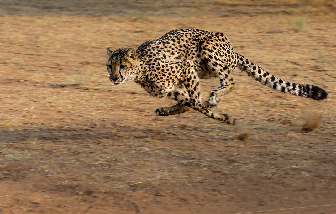 チーター（cheetah）
