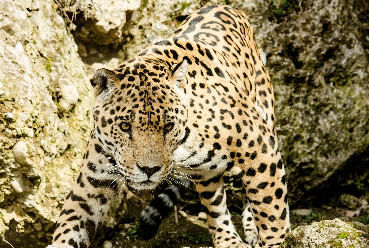 ジャガー（jaguar）