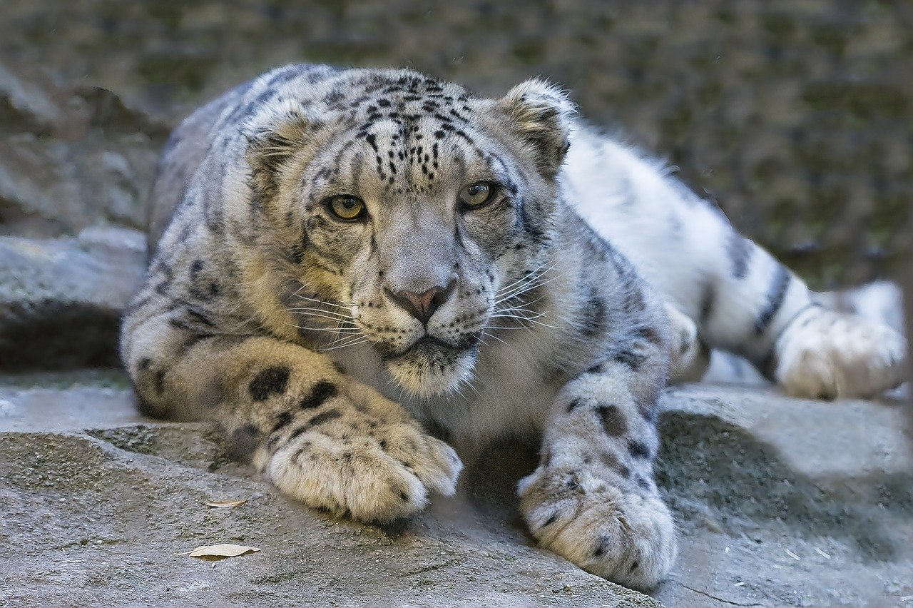ユキヒョウ（snow leopard）