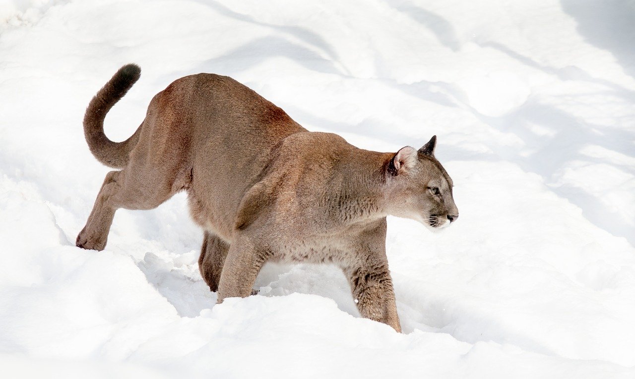 ピューマ（puma）