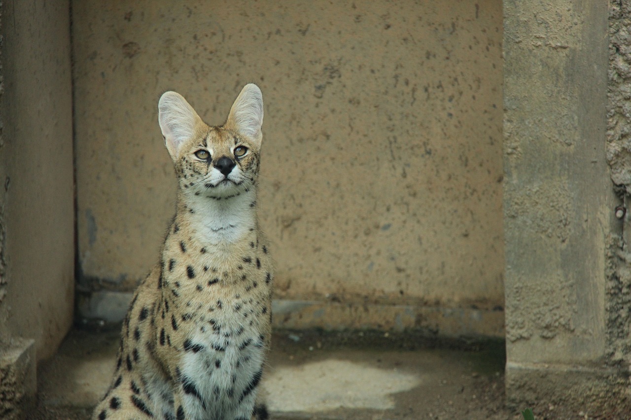 サーバル（serval）