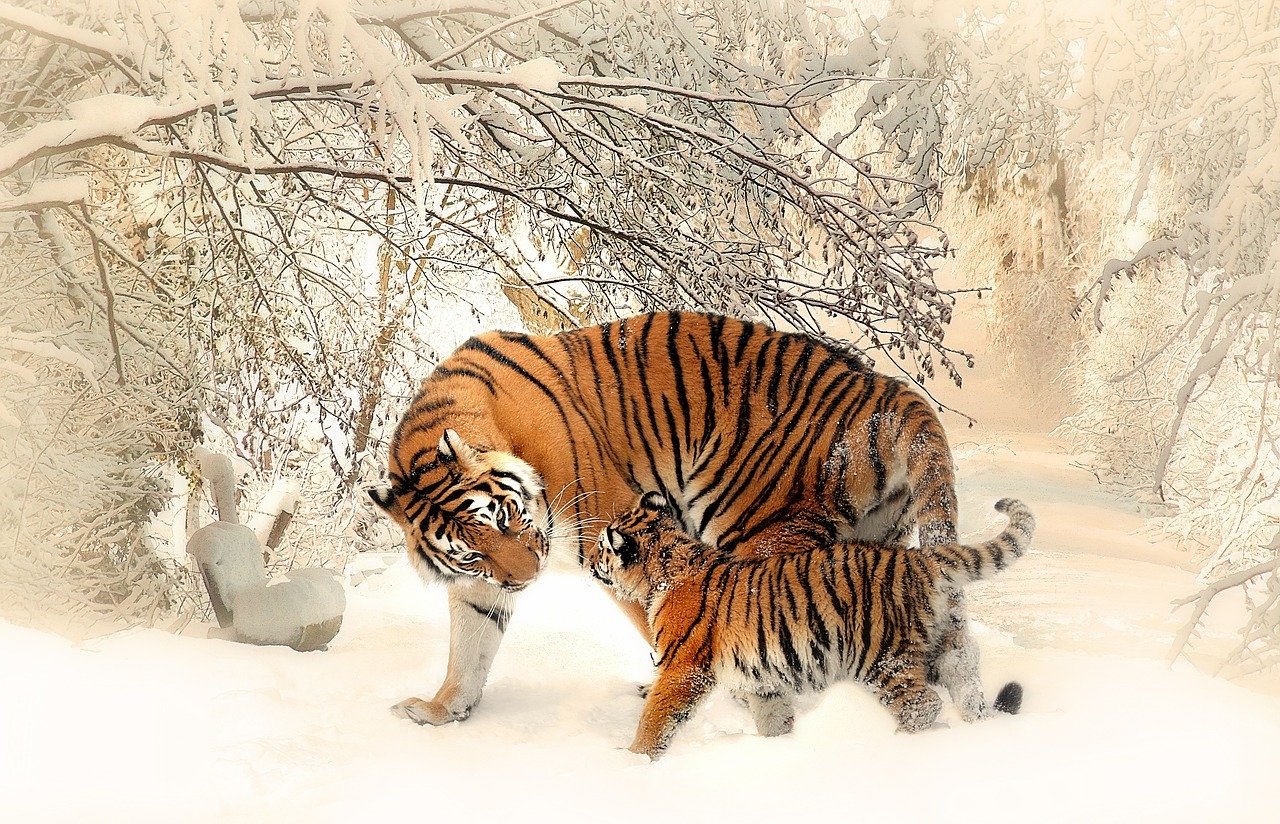 トラ（tiger）