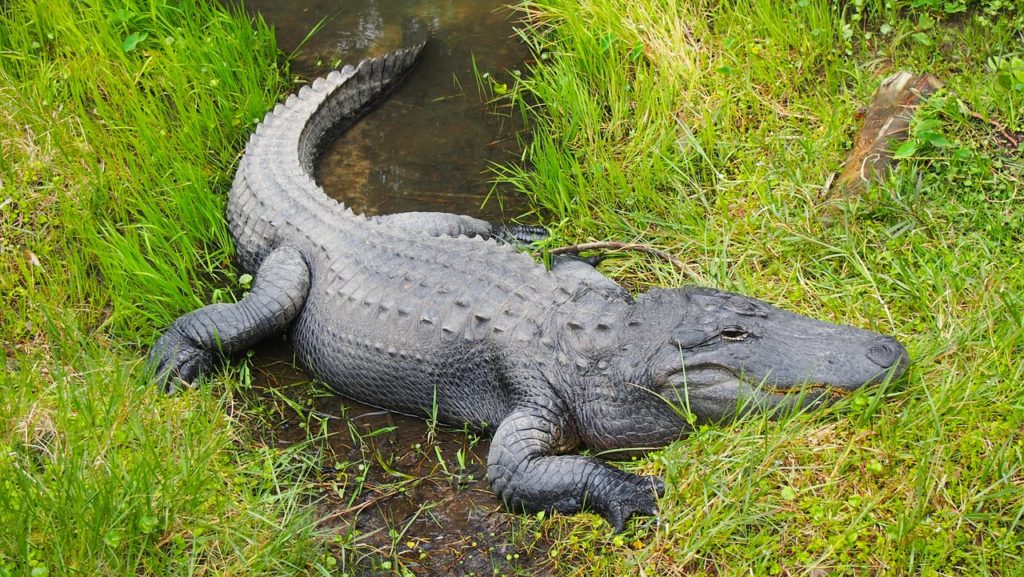 アリゲーター(Alligators)とクロコダイル(Crocodiles)の違いとは？【英語で学ぶ動物】 | 英単語のオンライン補習塾