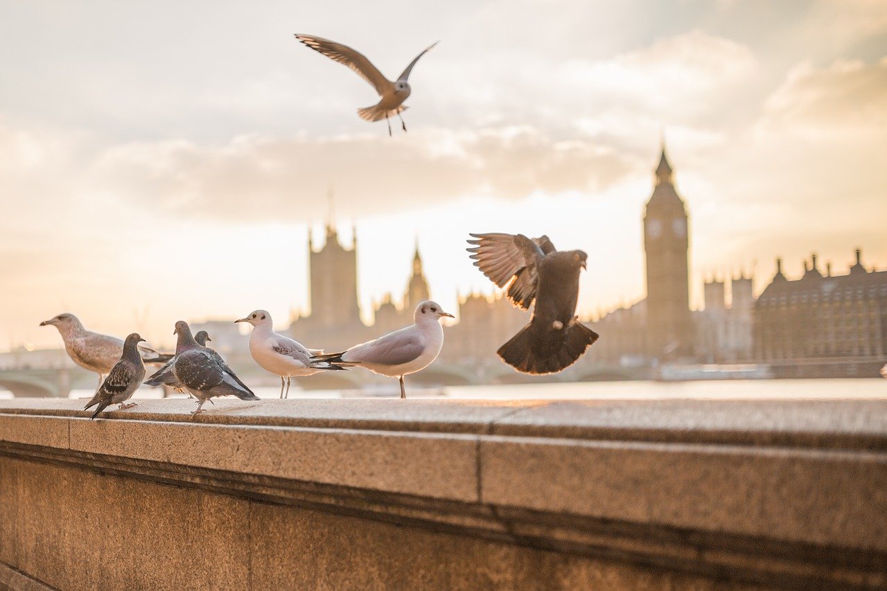 ヤモリ Gecko とイモリ Newt 違いとは 英語で学ぶ動物 オンライン英単語