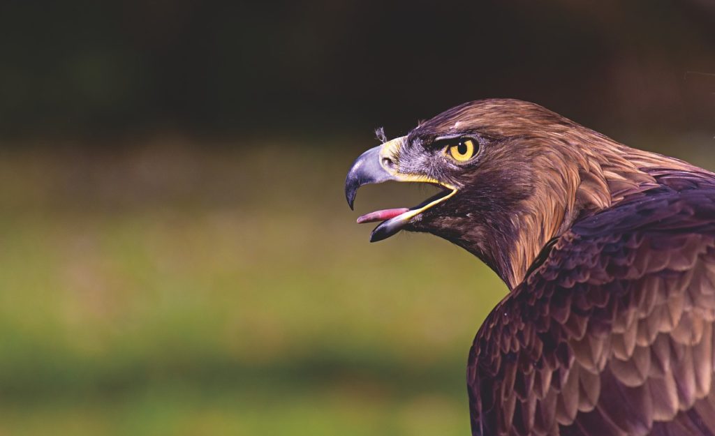 英語で学ぶ猛禽類 Birds Of Prey Raptors 猛禽類 の一覧を見てみよう