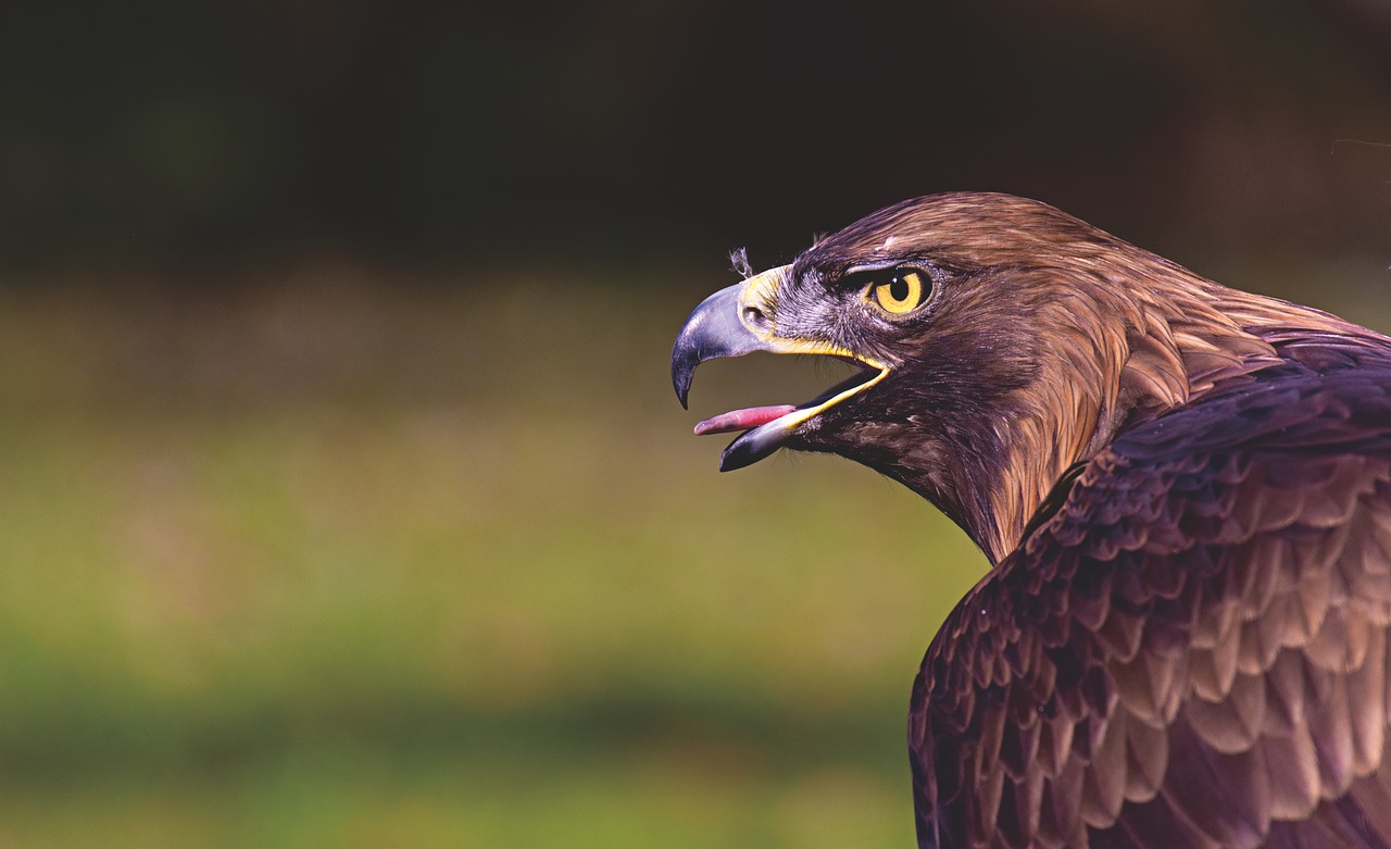 英語で学ぶ猛禽類 Birds Of Prey Raptors 猛禽類 の一覧を見てみよう 英単語のオンライン補習塾