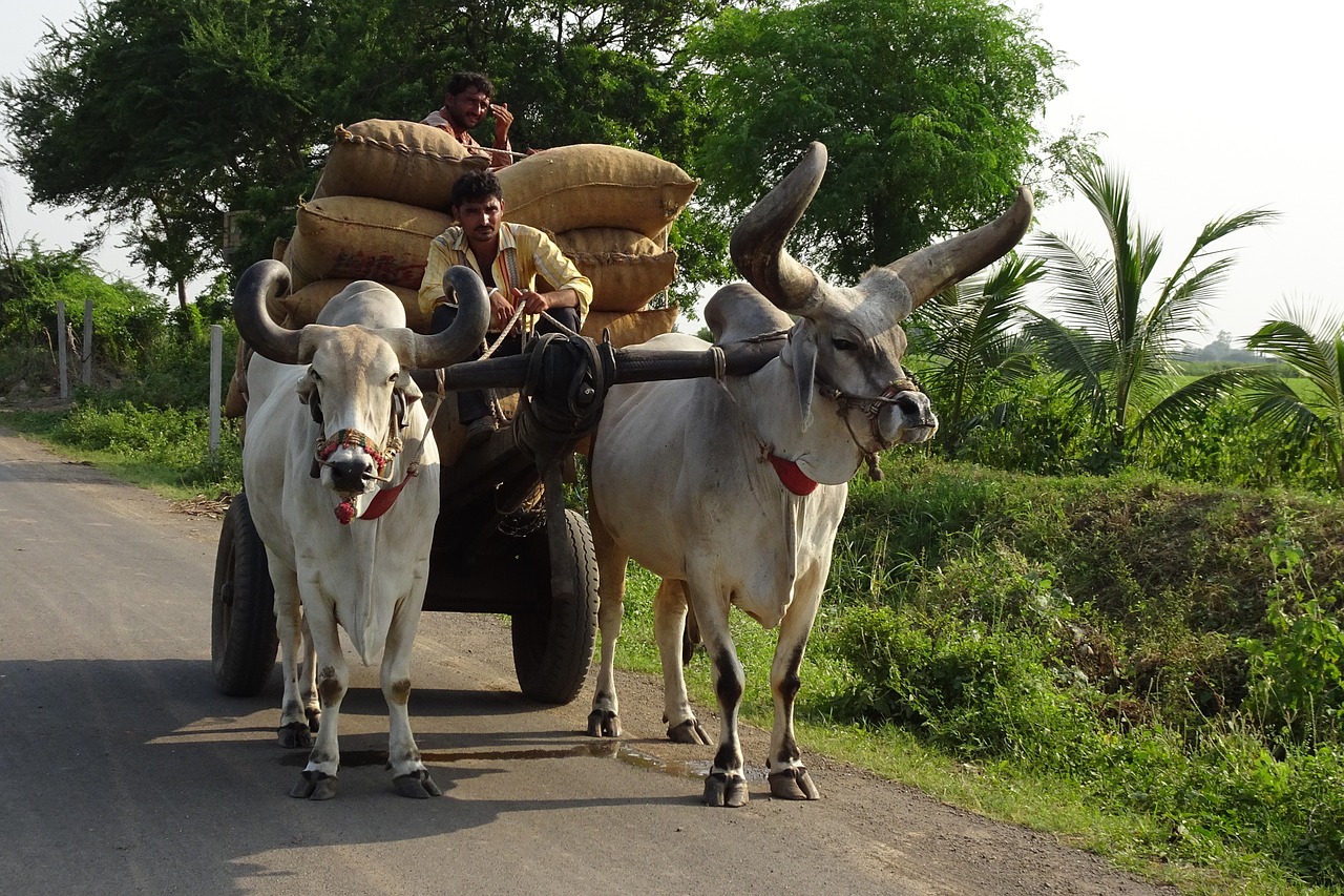 英語で学ぶ動物学 コブウシ Zebu とは