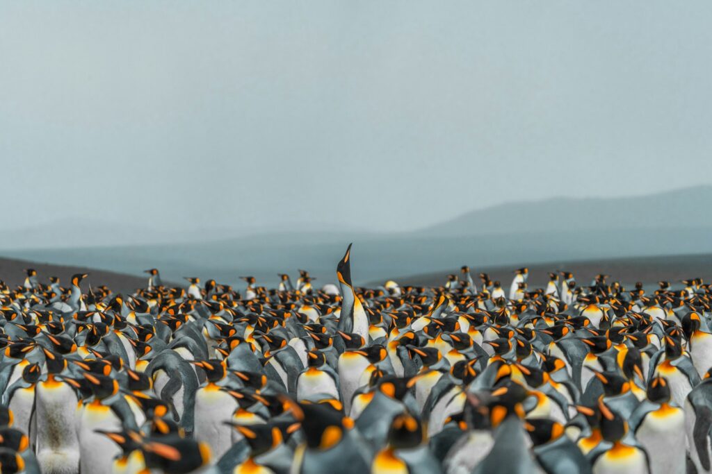 A large crowd of penguins stands together.