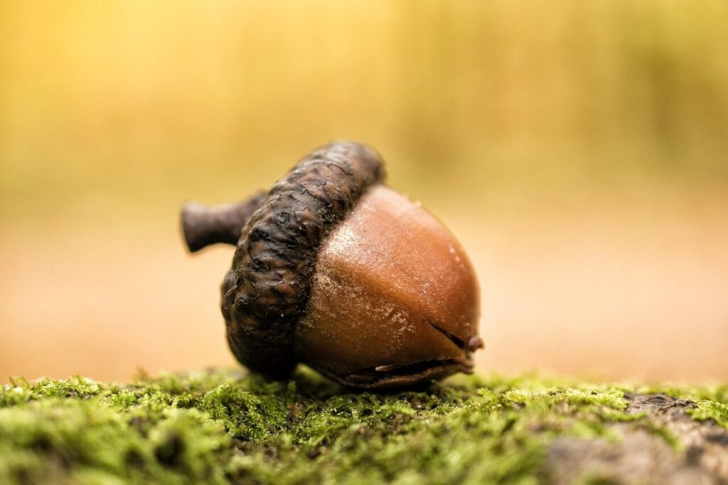 acorn, forest, nature, oak, seeds, acorn, acorn, acorn, acorn, acorn