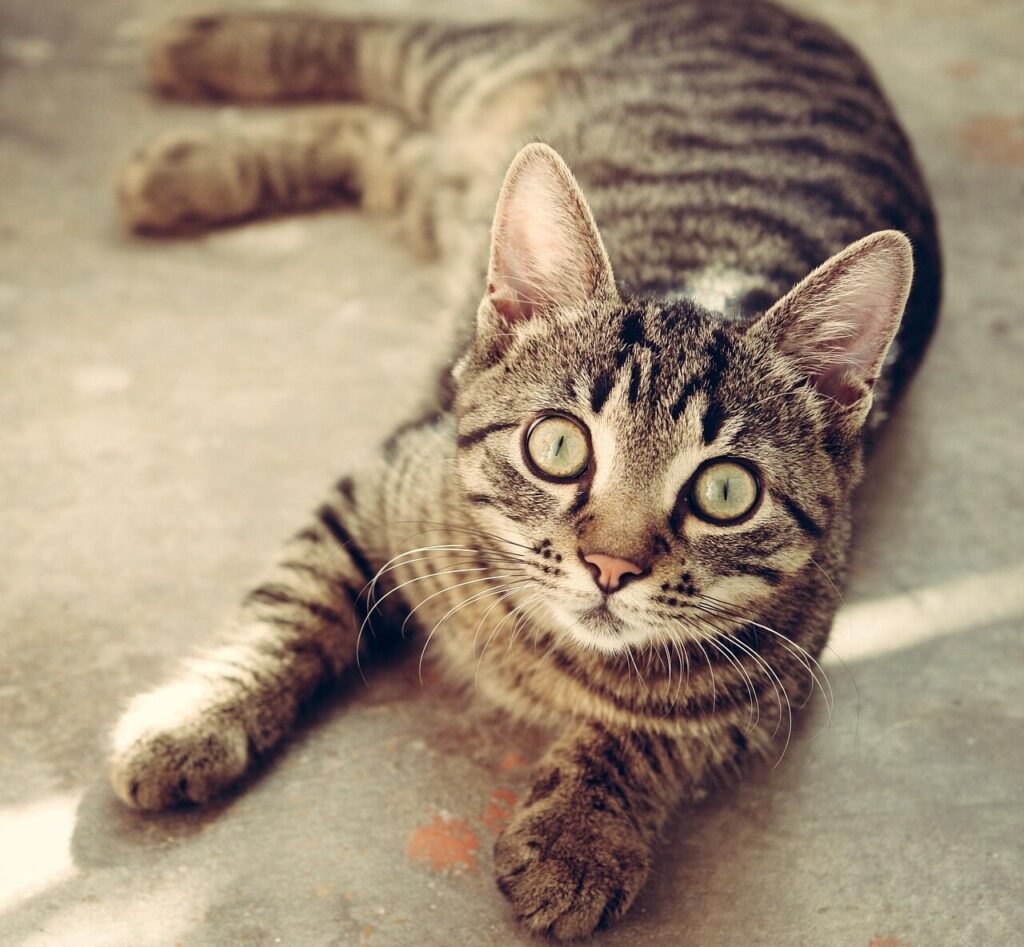 cat, tabby, surprised, cat's eyes, gray tabby, tabby cat, gray cat, nature, feline, pet, animal, cute, kitty, portrait, cat portrait