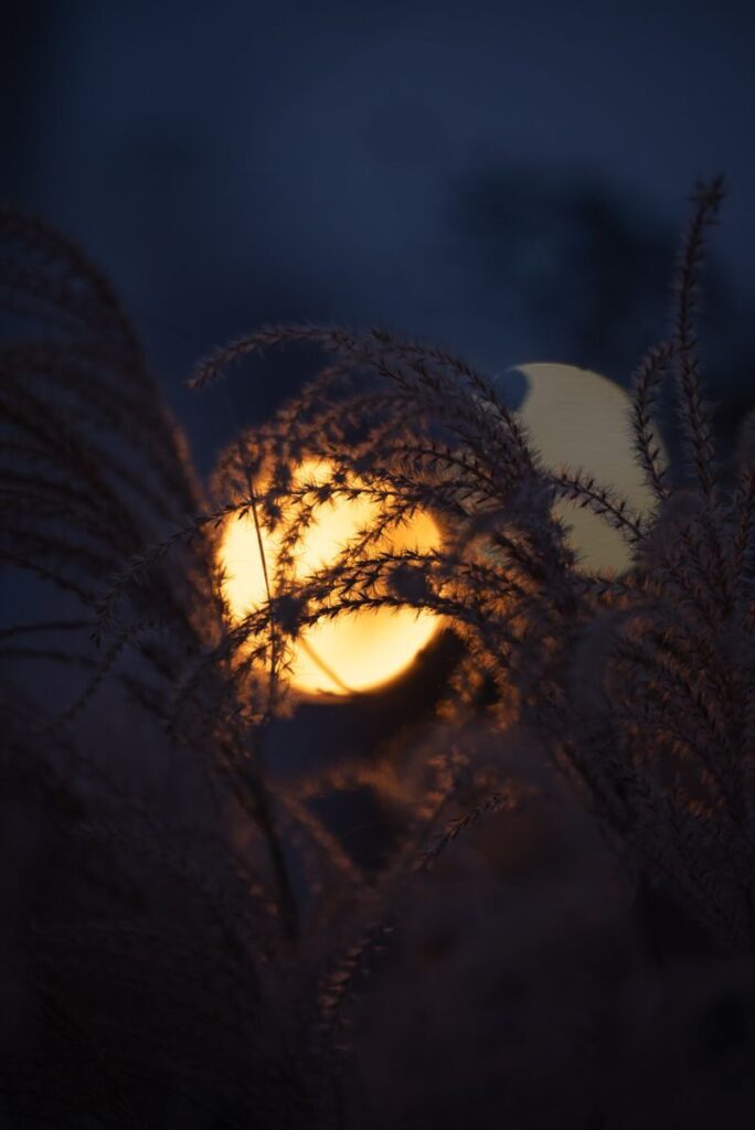 Enchanting night view of full moon illuminating silhouetted grass, creating a mystical ambiance.