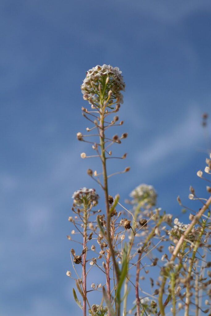 shepherd's purse, herb, plant, stalk, blossom, bloom, white, capsella bursa pastoris, shepherd's purse herb, brassicaceae, pods, schoetchenpflanze, pepper plant, flower background, flower, capsella, traub notes total pollen, inflorescence, seeds, doldentraubig, partial inflorescences, umbel, seed plants, cruciferous, flower wallpaper, bee pasture, butterflies, butterfly meadow, bee meadow, beautiful flowers, therapeutic drug, medicinal plant, pocket herb, schneider bag, ham cabbage, nature, saecklichrut, loeffeli, heart herb, baby mustard
