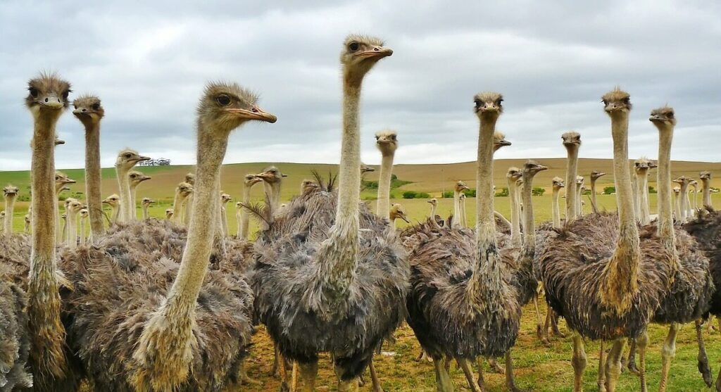 bird, animal, nature, strauss, ostrich, ostrich farm, animals, africa, neck, head, south africa, portrait, feathers, travel, beak, eyes, birds, plumage, ostrich, ostrich, ostrich, ostrich, ostrich