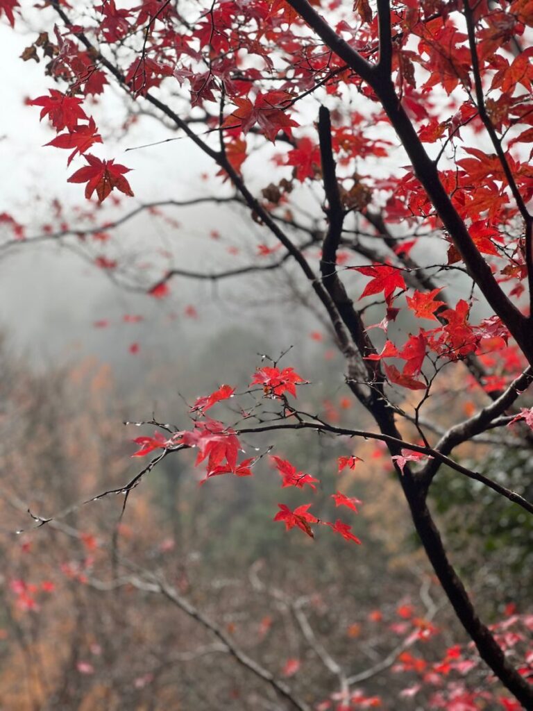 A captivating scene of red maple leaves in a Japanese garden during autumn in Kyoto, Japan.