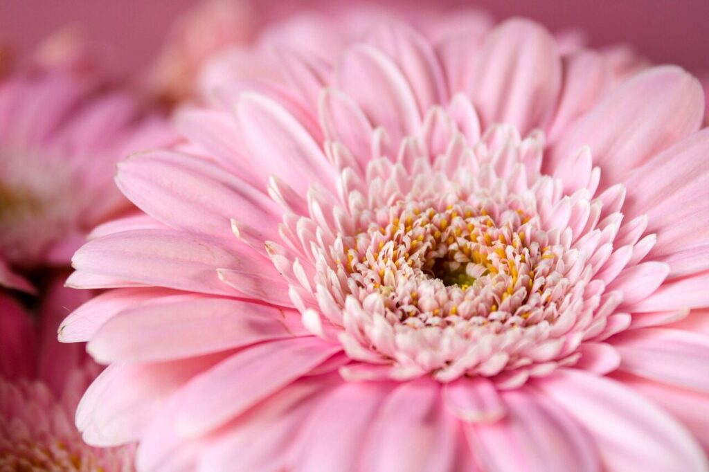 gerbera, flower wallpaper, flower background, pink, nature, beautiful flowers, flower, daisy, petals